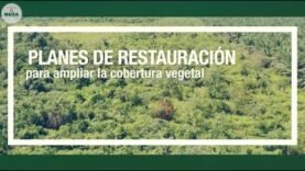 Planes de restauración para ampliar la cobertura vegetal