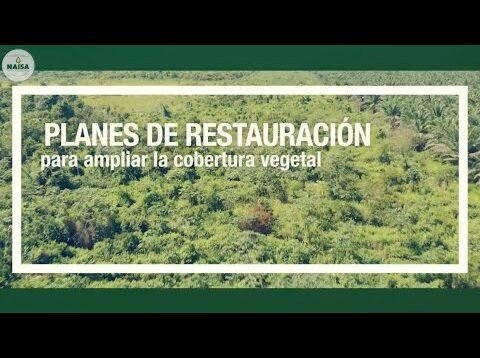 Planes de restauración para ampliar la cobertura vegetal