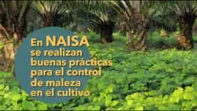 Buenas prácticas para el control de la maleza