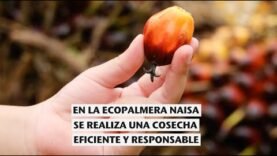 En NAISA se realiza una cosecha eficiente y responsable