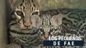 Los pequeños de FAE
