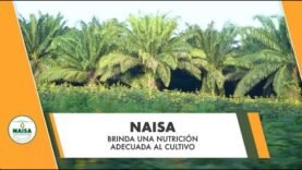 NAISA brinda una nutrición adecuada al cultivo